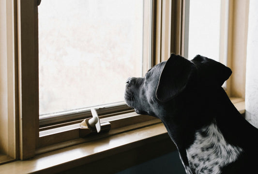 5 Excellent Ways to Deal with Separation Anxiety - Tails & Paws