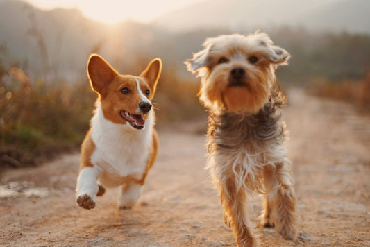 8 Tips for Socializing Your Dog: Building Positive Interactions - Tails & Paws