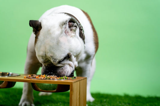 How to Choose the Right Food for Your Dog's Health: 8 Tips - Tails & Paws