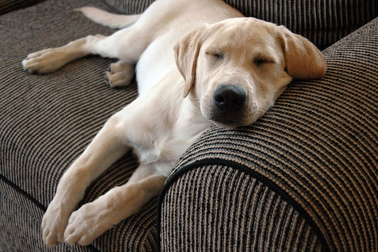 Is Your Dog Restless? 7 Common Bedding Mistakes That Disrupt Sleep - Tails & Paws