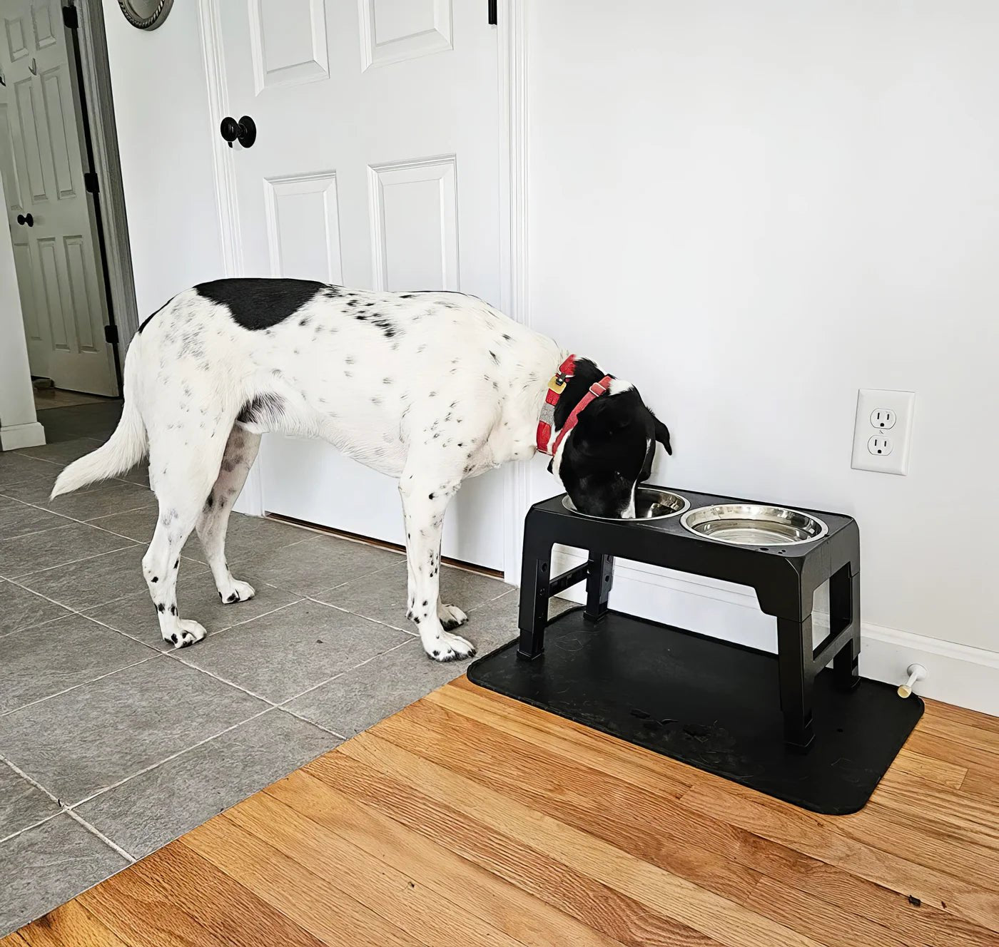 Elevated Dog Bowl - Tails & Paws