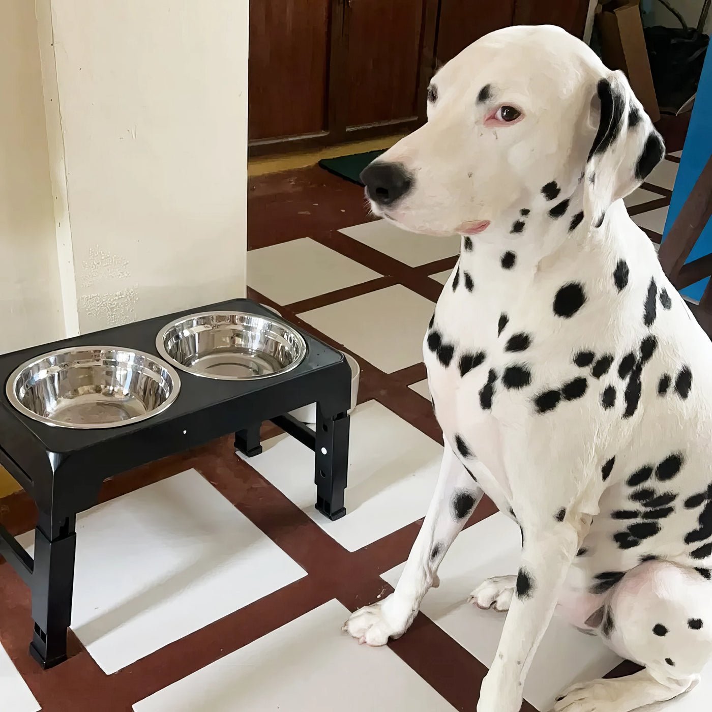 Elevated Dog Bowl - Tails & Paws