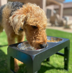 Elevated Dog Bowl - Tails & Paws